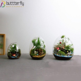 Buttterfly ขวดแก้ว ไฮโดรโปนิก ไมโคร ภูมิทัศน์