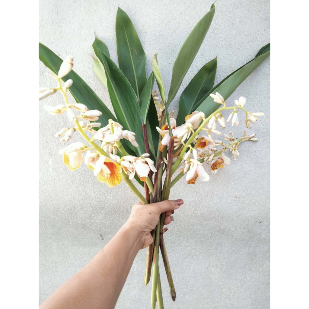 ว่านเสน่หา 1ต้น(ตัดใบล้างราก) นิยมปลูกคู่ว่านดอกทองหน้าร้านหน้าบ้านให้เป็นที่ชื่นชอบของผู้คน ต้นเสน่หา ไม้มงคล