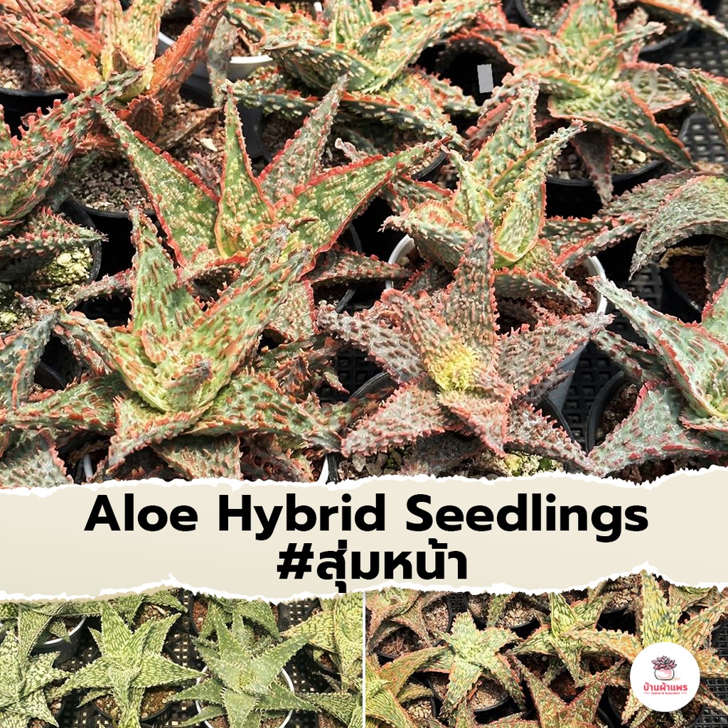 Aloe Hybrid seedlings อโลไฮบริด ไม้เมล็ด #สุ่มหน้า ไม้อวบน้ำ กุหลาบหิน cactus&succulentหลากหลายสายพันธุ์