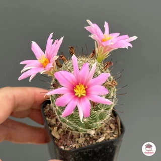 Mammillaria Insularis แคคตัส กระบองเพชร cactus&succulent