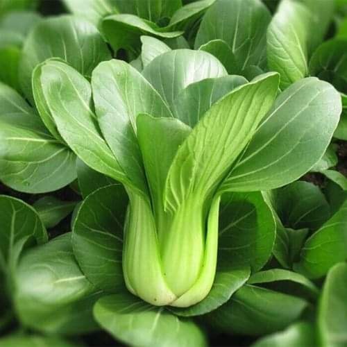 เมล็ดผักกวางตุ้งฮ่องเต้(500เมล็ด) #พร้อมส่ง