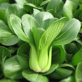 เมล็ดผักกวางตุ้งฮ่องเต้(500เมล็ด) #พร้อมส่ง