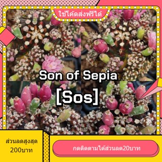 เมล็ด Sos (Son of Sepia) 1หลอด ได้150เมล็ด+++