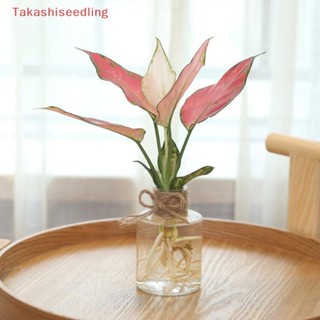 (Takashiseedling) กระถางดอกไม้พลาสติกใส สีเขียว แบบเรียบง่าย