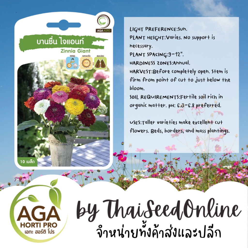 AGA Agro(เอกะ อะโกร) AGAPREMIUM บานชื่นตัดดอก ไจแอนท์ 10เมล็ด ตราเอกะอะโกร Zinnia