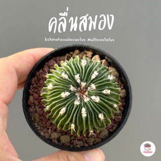 คลื่นสมอง #กระถาง 2.5 นิ้ว Echinofossulocactus Multicostatus แคคตัส กระบองเพชร cactus&amp;succulent