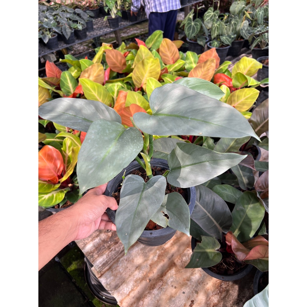 มุมมอง 4