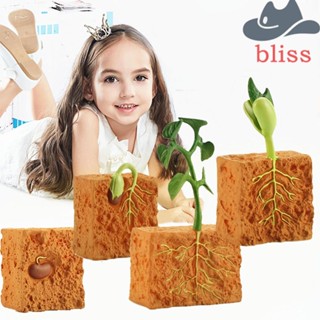 Bliss โมเดลวงจรชีวิตจําลอง พลาสติก PVC ของเล่นเสริมการเรียนรู้ สําหรับเด็ก