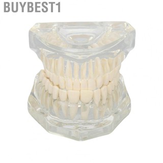 Buybest1 Transparent Dental Model Clear Structure Educational  Display Model.