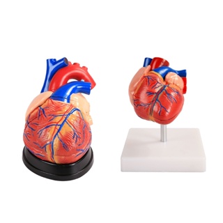Sup โมเดลหัวใจมนุษย์ กายวิภาคศาสตร์ โมเดลหัวใจมนุษย์ สีพื้น อุปกรณ์การเรียนการสอน