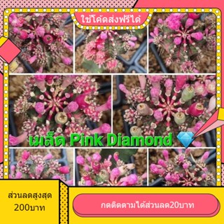 เมล็ด Pink Daimond  พิงค์ไดมอนด์ 1หลอด ได้150เมล็ด+++