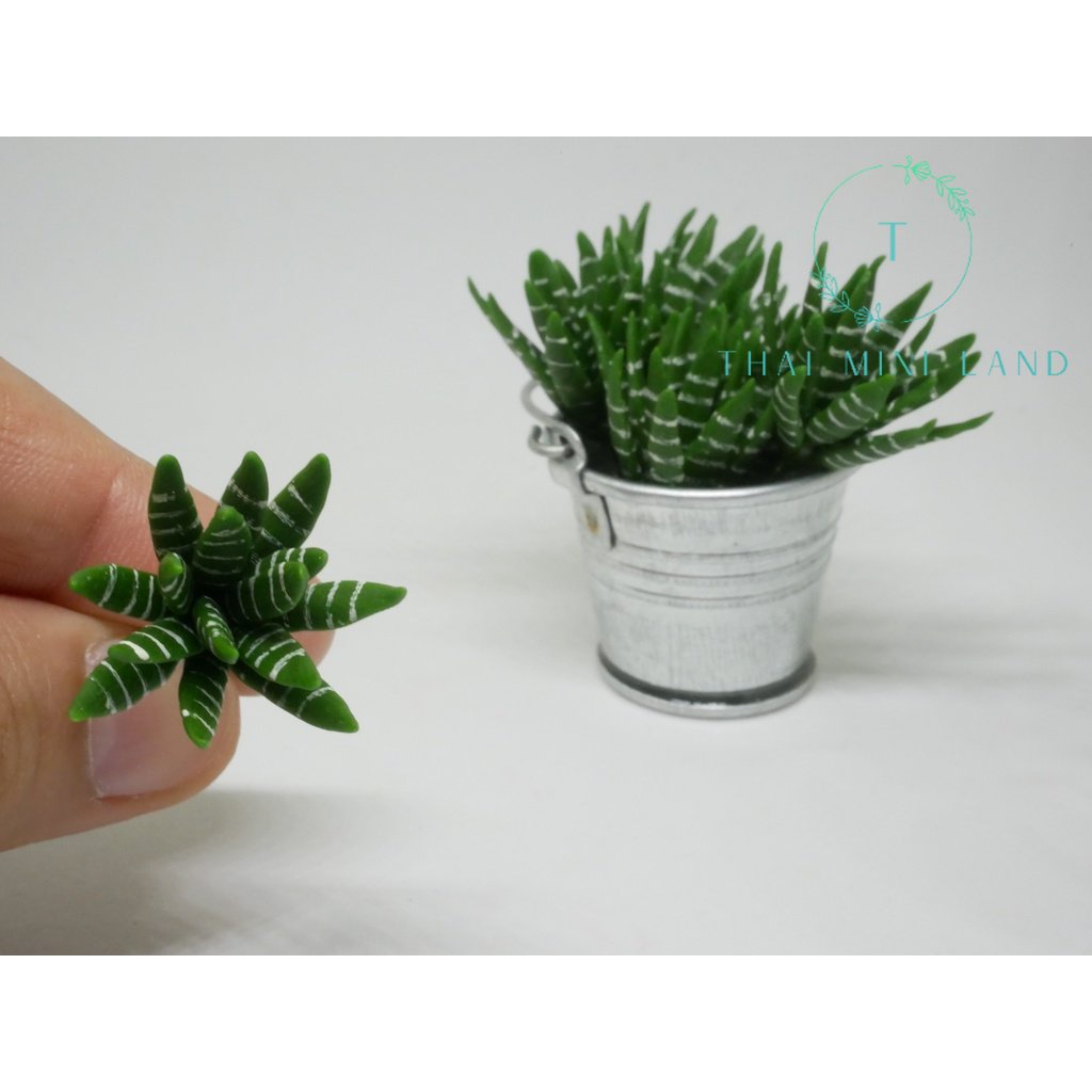 [CL] แคคตัสม้าลายจิ๋ว Haworthia แคคตัสม้าลายดินปั้น กระบองเพชรม้าลายจิ๋ว ฮาโวเทียม้าลายยักษ์จิ๋ว ฮาโ