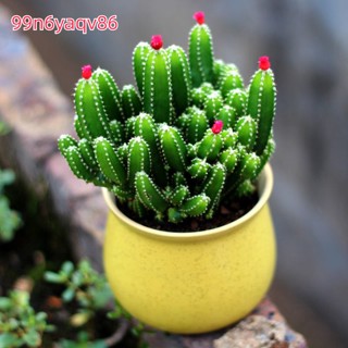 ปลูกด้วยหม้อ พืชผลไม้สีเขียวชุบพืชดอกไม้รวมกับพืชสีเขียวของเดสก์ท็อป Cactus