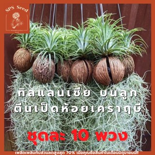 สับปะรดรากอากาศ ทิลแลนเชีย ห้อย เคราฤาษี ในลูกเป็ดเต็ม ชุดละ 10 พวง