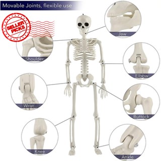 โมเดลโครงกระดูกมนุษย์จําลอง สําหรับตกแต่งปาร์ตี้ฮาโลวีน Q1F3