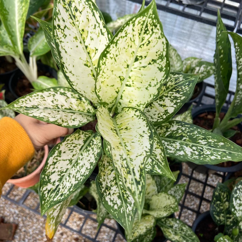 ต้นเพชรน้ำหนึ่ง หนึ่งใน แก้วกาญจนา  หรือ อโกลนีมา (Aglaonema)(ต้นไม้ส่งทั้งกระถาง)