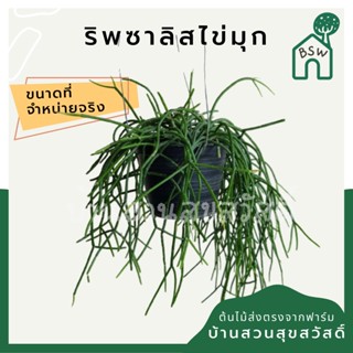 ริพซาลิสไข่มุก ในกระถาง 4 นิ้ว Mistletoe Cactus