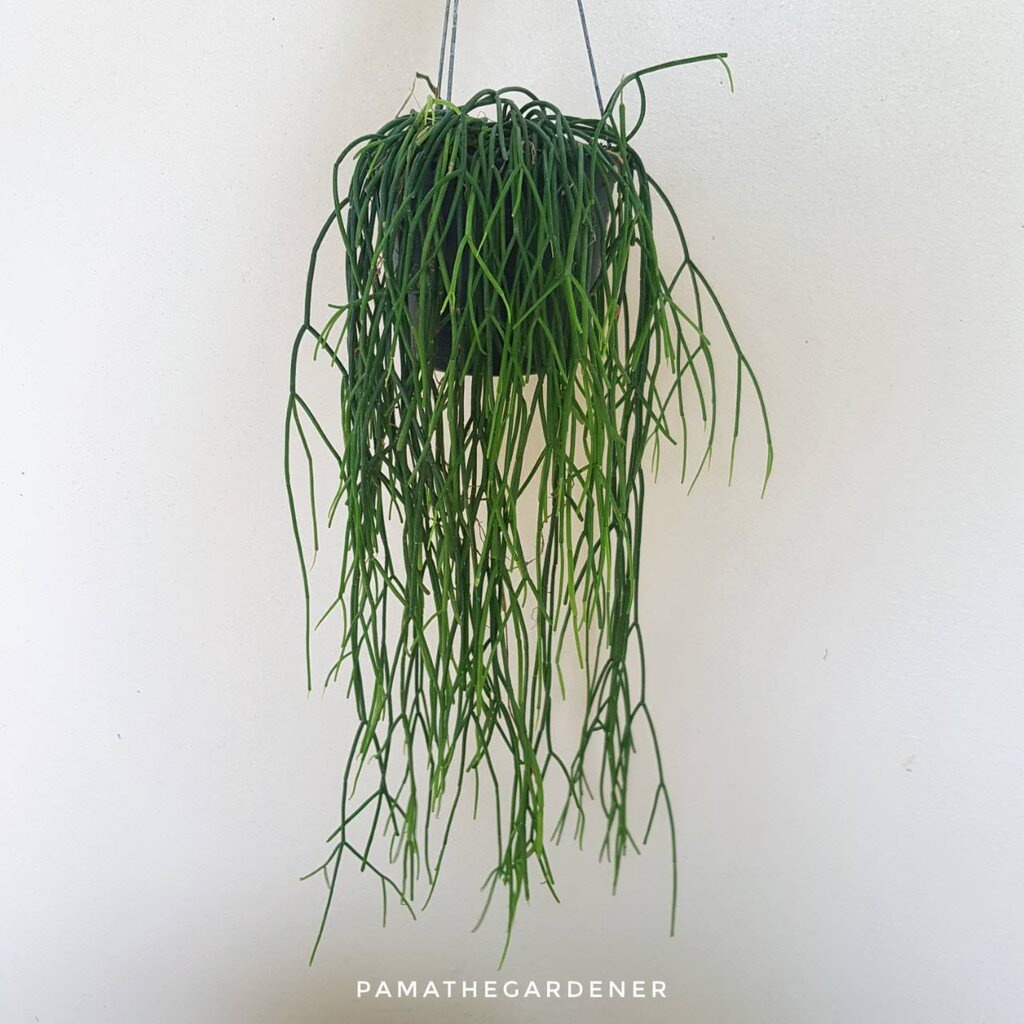 มุมมอง 3