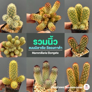 รวมนิ้ว Mammillaria elongata หลายสายพันธุ์ ส่งทั้งกระถาง cactus&amp;succulent