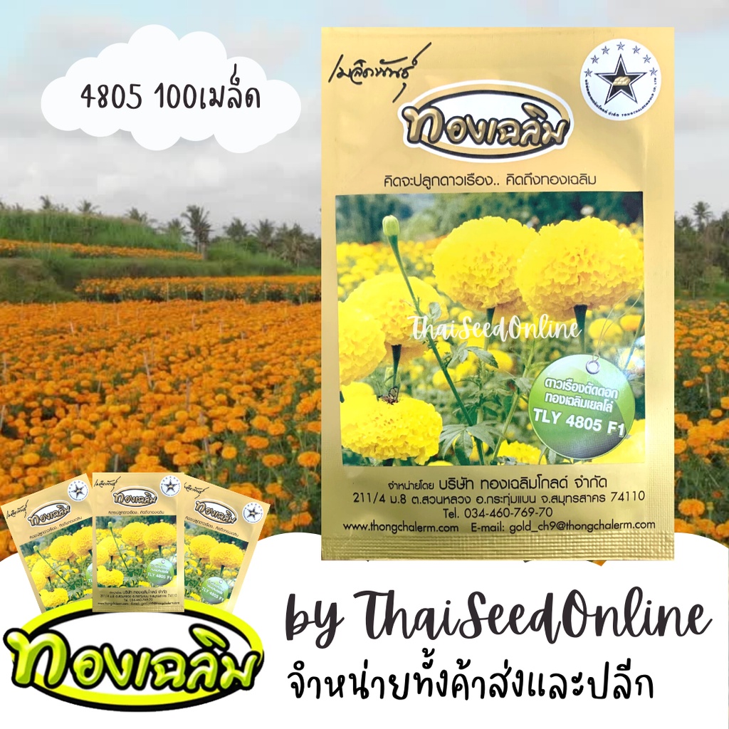 TC100S เมล็ดพันธุ์ ดาวเรืองทองเฉลิม สีเหลืองดอกคูณ 4805 100 เมล็ด Marigold Thongchalerm 4805 100Seeds
