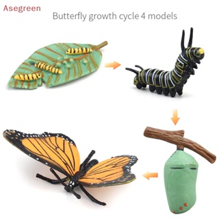 [Asegreen] ชุดโมเดลแมลงจําลอง ของเล่นเสริมการเรียนรู้ สําหรับเด็กปฐมวัย