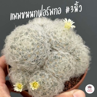 แมมขนนกฟอร์มกอ #3นิ้ว Mammillaria Plumosa แคคตัส กระบองเพชร cactus&amp;succulent