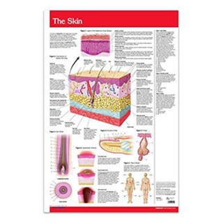 โปสเตอร์ลามิเนต ไกด์ผิวหนังมนุษย์ ชาร์ตผิว X