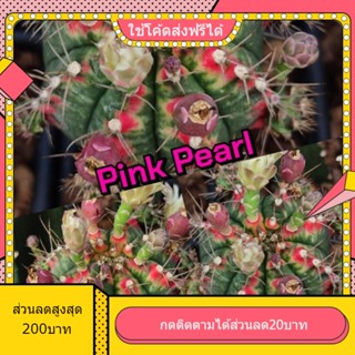 เมล็ด Pink Pearl พิงค์เพิล 1หลอด ได้150เมล็ด+++