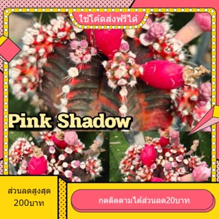 เมล็ด Pink Shadow พิงค์ชาโด้ 1หลอด ได้150เมล็ด+++