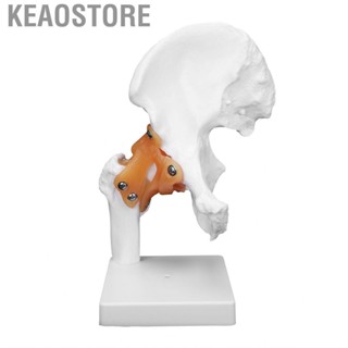 Keaostore Hip  Model Human Joint Teaching Skeleton