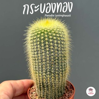 กระบองทอง Parodia Leninghausii แคคตัส กระบองเพชร cactus&amp;succulent