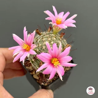 Mammillaria Insularis แคคตัส กระบองเพชร cactus&succulent