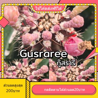 เมล็ด Gusraree กุ๊สรารี่ 1หลอด ได้150เมล็ด+++