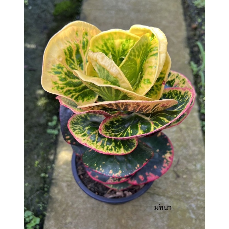 มุมมอง 2