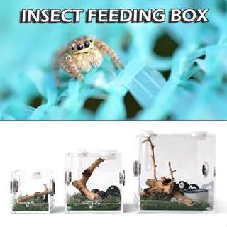 Jumping Spider Habitat Breeding Box Cages For Spider Small Insects Case