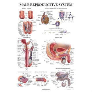 โปสเตอร์ ระบบสืบพันธุ์กายวิภาคศาสตร์ ลามิเนต สําหรับผู้ชาย