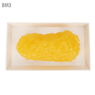 BM3 Human Body Fat Replica 1lb Fatty Tissue Model สาธิตสำหรับหลักสูตรโภชนศาสตร์