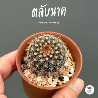 ตลับนาค Parodia Formosa แคคตัส กระบองเพชร cactus&amp;succulent