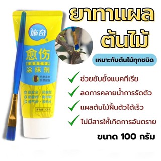 แถมฟรีแปลงทา ยาทาแผลต้นไม้ ขนาด 100 กรัม ป้องกันการติดเชื้อ ผสานแผลได้เร็วขึ้น ใช้ได้กับต้นไม้ทุกชนิด.