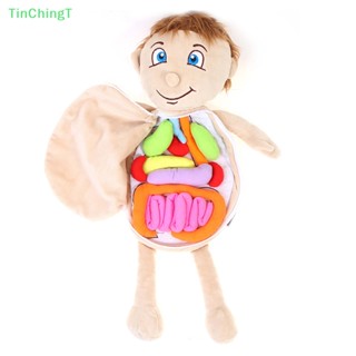 [TinChingT] โมเดลตุ๊กตามนุษย์ อวัยวะภายใน สําหรับสอน [ใหม่]