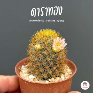 ดาราทอง Mammillaria Prolifera hybrid กระบองเพชร ไม้อวบน้ำ กุหลาบหิน cactus&amp;succulentหลากหลายสายพันธุ์