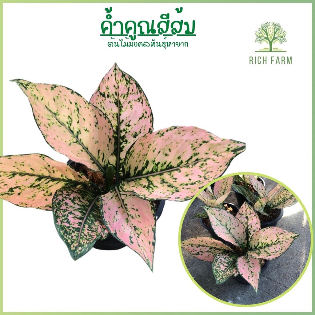 ต้นค้ำคูณสีส้ม Aglaoneme Khumkoon ส่งพร้อมกระถาง อโกนีมา ต้นไม้มงคลพันธุ์หายาก ไม้ประดับ ไม้ฟอกอากาศ