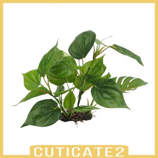 [Cuticate2] อุปกรณ์ตกแต่งตู้ปลา พิพิธภัณฑ์สัตว์น้ํา สัตว์เลื้อยคลาน