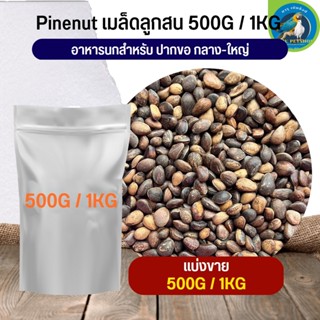 ถั่วไพน์นัท  ( แบ่งขาย 500G / 1KG) Pine Nut Peaอาหารนก กระต่ายและสัตว์ฟันแทะ