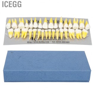 Icegg Permanent  Teaching Model  1:1 Scale Resin Permanent Tooth Model Learning  for Dentists for Hospital