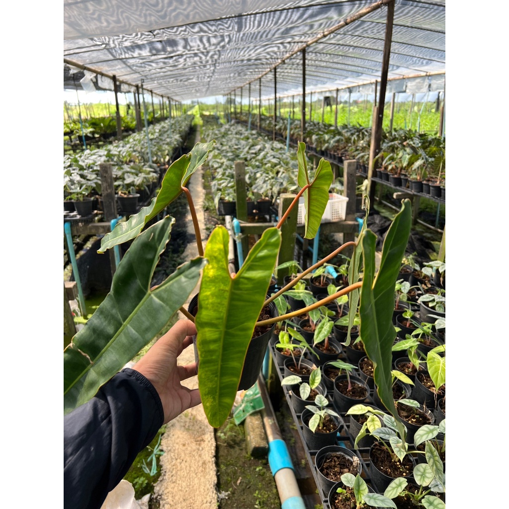 มุมมอง 4