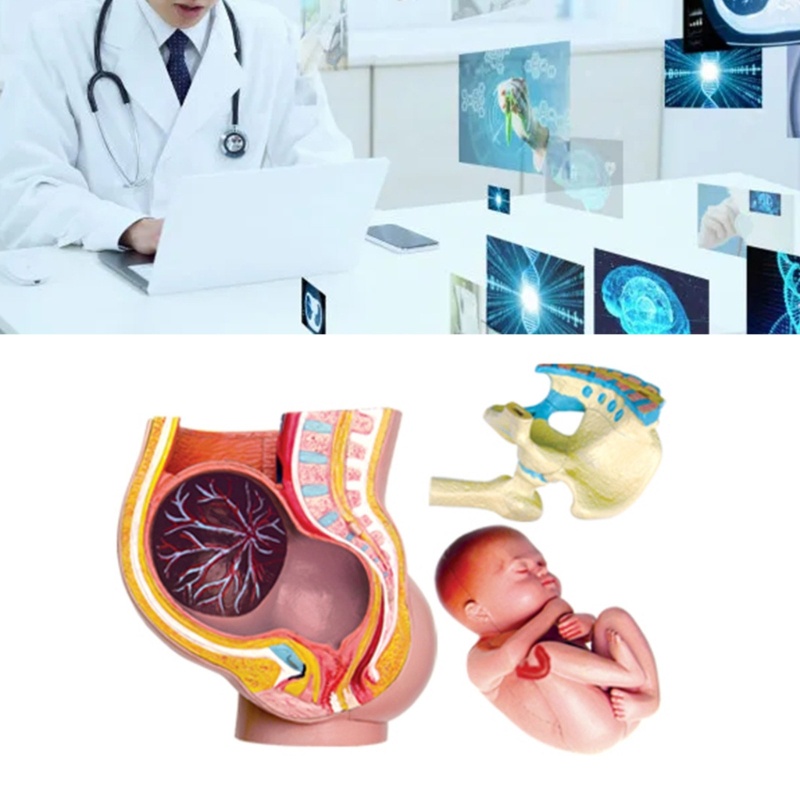 Seas มือทาสีตั้งครรภ์ Pelvis ส่วนรุ่นมนุษย์หญิงตั้งครรภ์ Pelvis ส่วนรุ่นเก้าเดือน Baby Fetus รุ่น