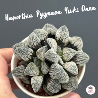 Haworthia Pygmaea Yuki Onna ฮาโวเทีย ไม้อวบน้ำ กุหลาบหิน cactus&amp;succulentหลากหลายสายพันธุ์