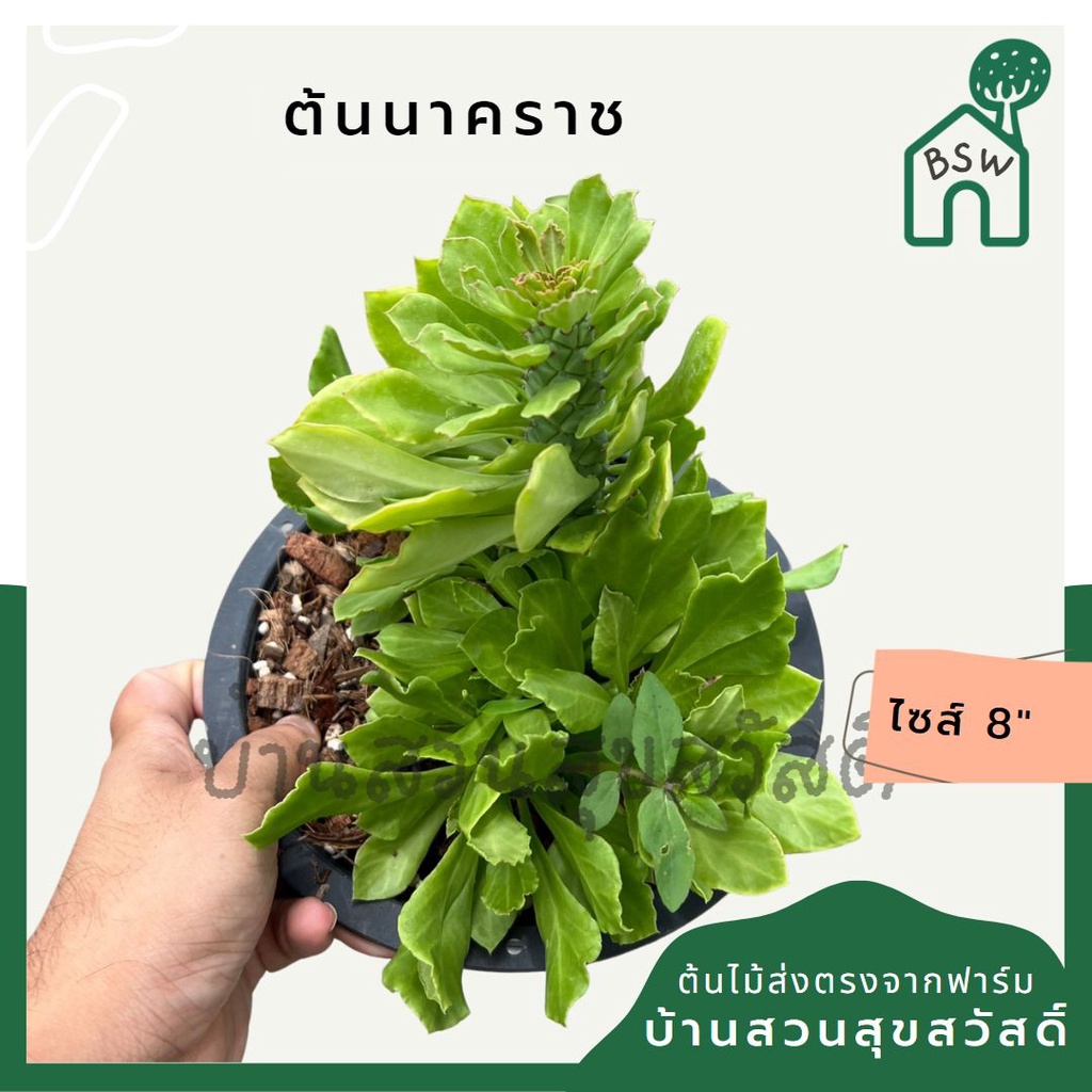 มุมมอง 7