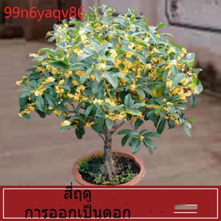 สี่ฤดูกาลบาน ต้นไม้ Osmanthus ต้นกล้า ดอกไม้สีเขียวและมีกลิ่นหอมที่สวยงามในลานบ้าน